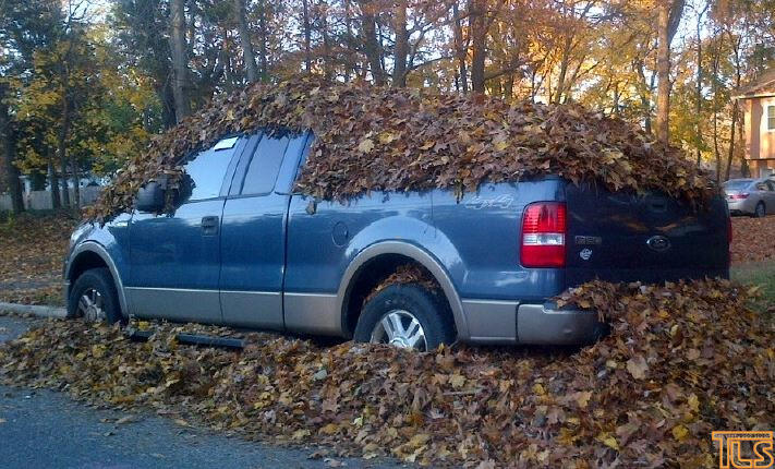 Last Day Leaf Pickup