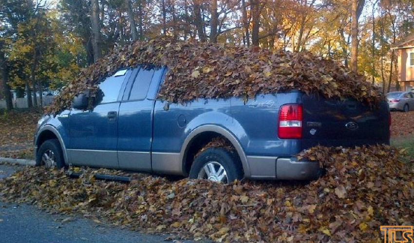 Last Day Leaf Pickup